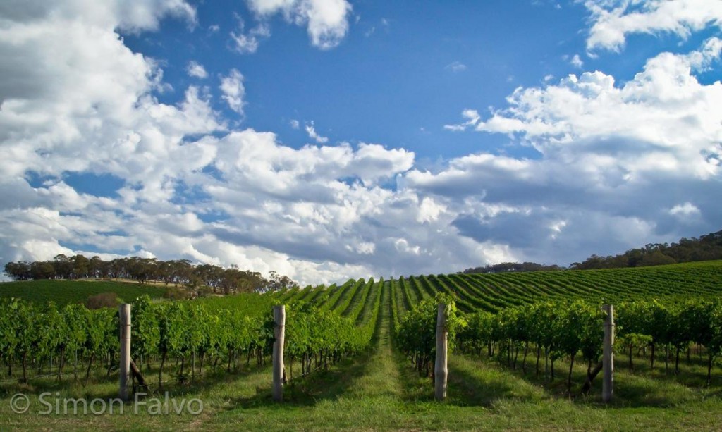 Australia-Vineyards-NSW