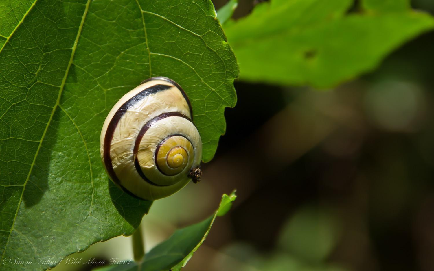 wonderful-shapes-in-nature-desktop-wallpaper