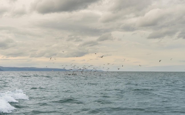 seagulls-and-the-irish-sea