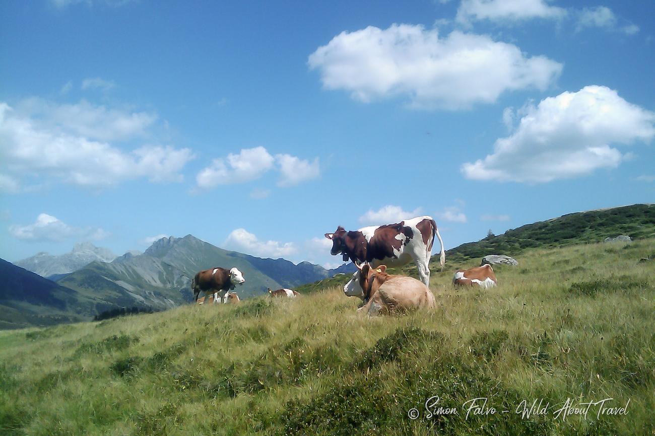 Switzerland Cows and Meadows