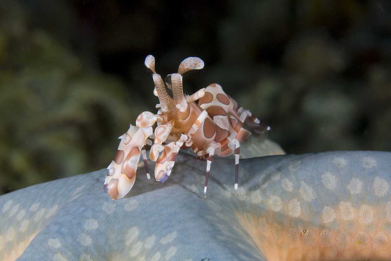 Arlequin Shrimp