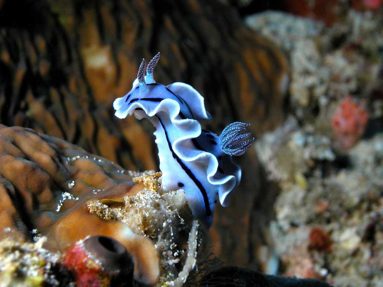 Blue Nudibranch