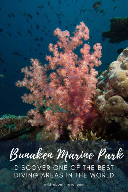 Bunaken Marine Park: Discover One of the Best Diving Areas in the World