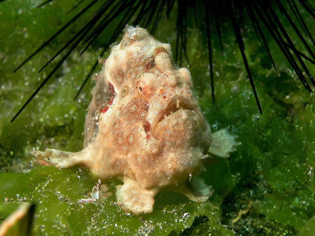 Frog Fish