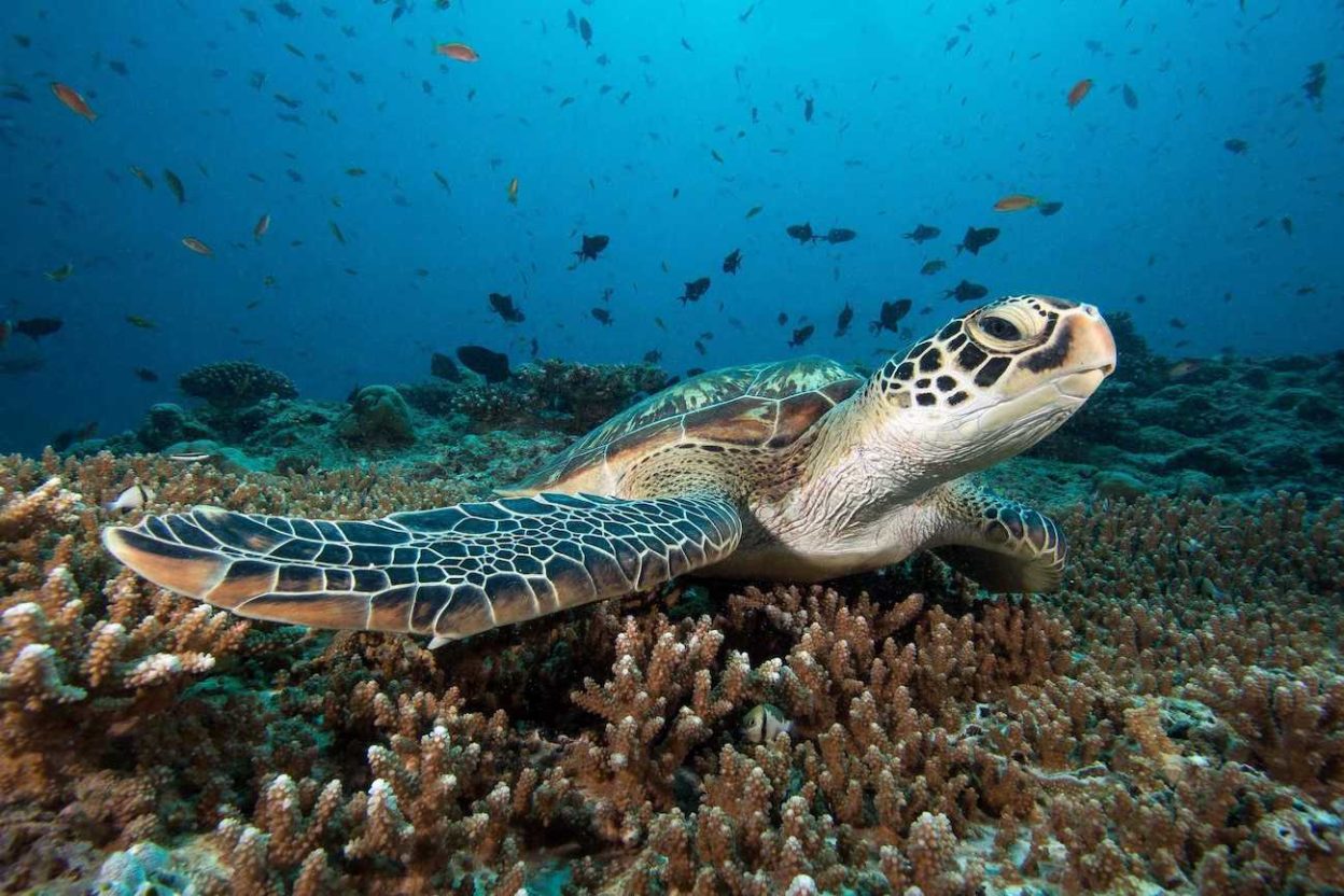 Bunaken Marine Park: Discover One of the Best Diving Areas in the World