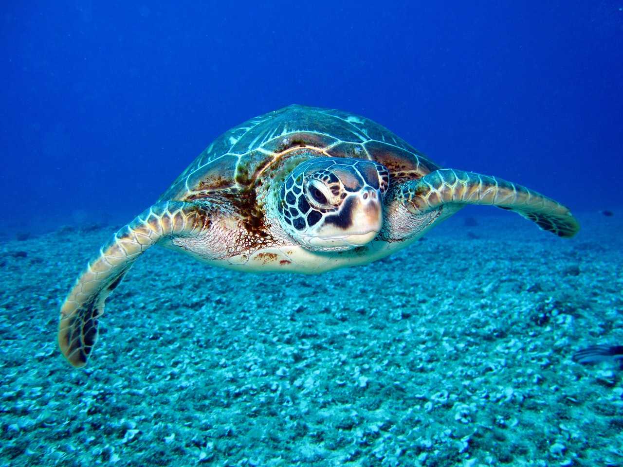 Sea turtle 