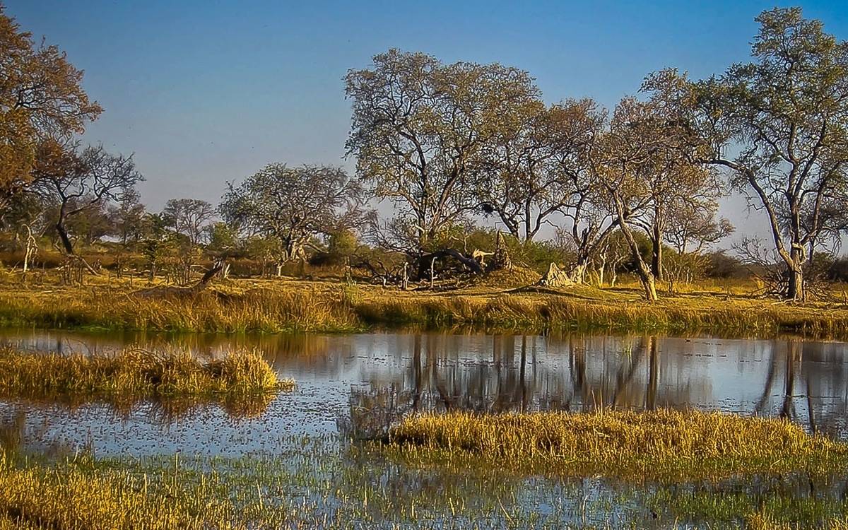 Enchanting Moremi Reserve in Botswana