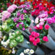 London, Borough Market Flowers