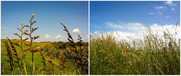 Fields Along New Plymouth Coastal Walkway