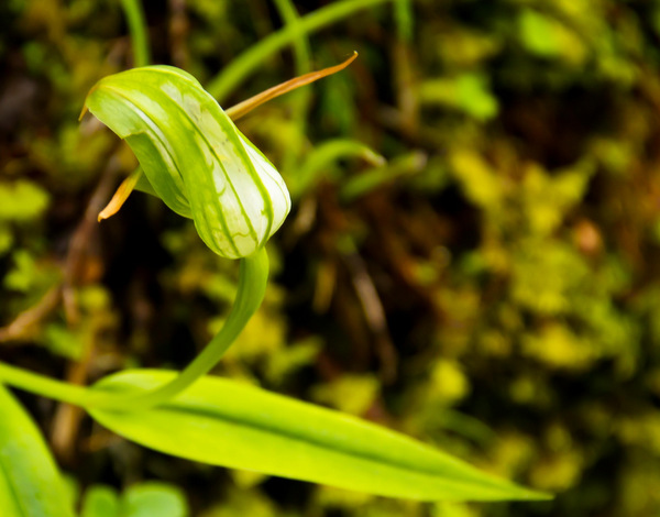 Beautiful Green Shape