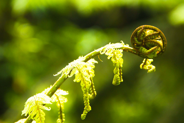 Delicate SIlver Fern Green Stem