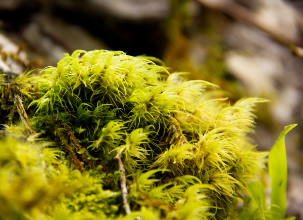 Green Beauty