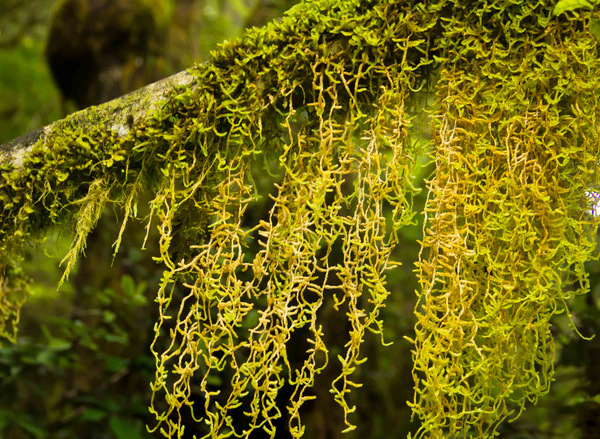 Green Laces Hanging from the Branches