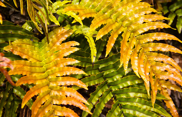 Green and Red Ferns