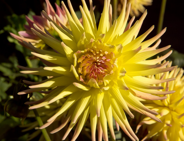 Christchurch Botanic Gardens Yellow Dahlia