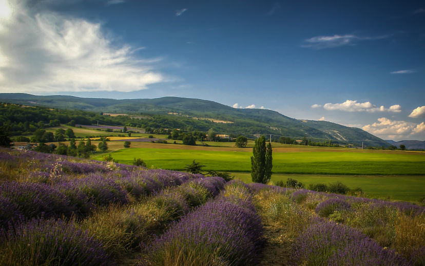Provence Countryside
