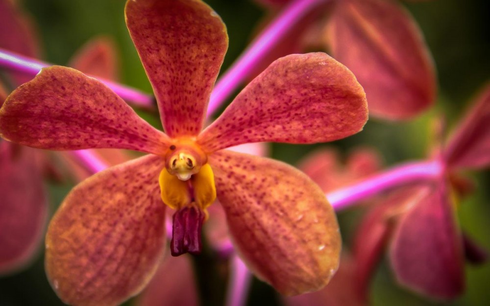 Colorful Orchid