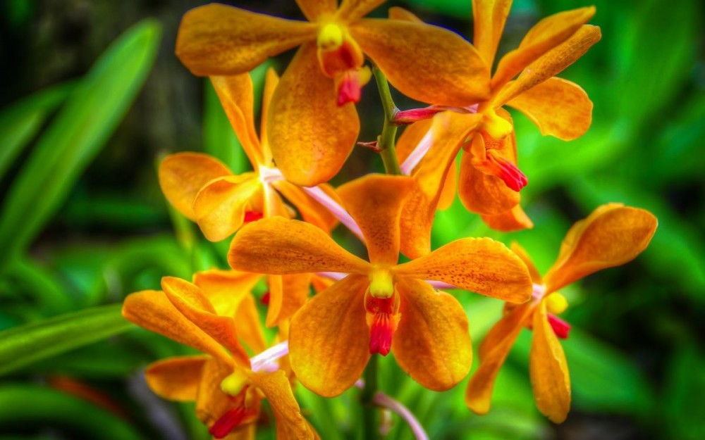 Orange Orchids