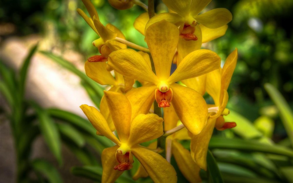 Yellow Orchid at Kuala Lumpur Orchid Gardens