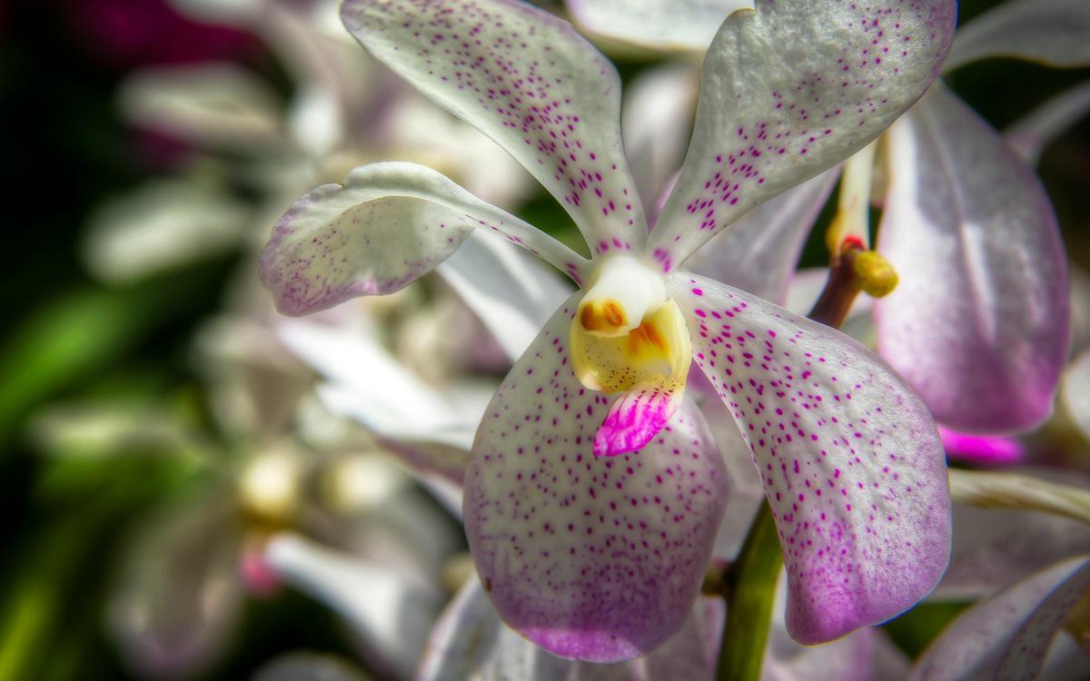 A Beautiful Orchid