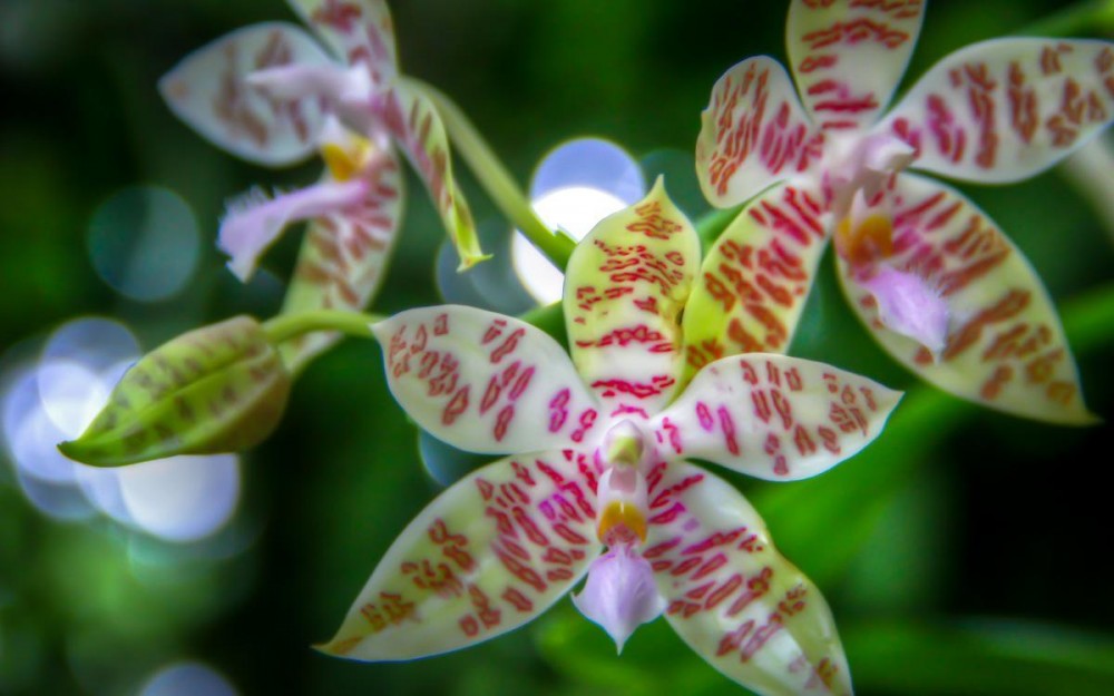 White and Pink Orchid