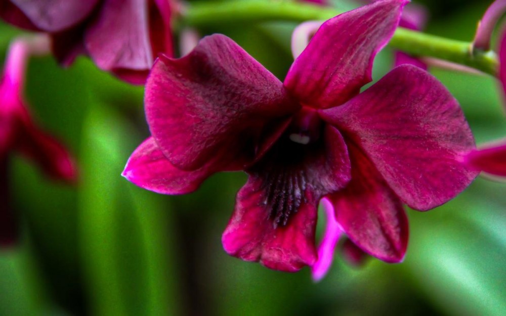 Kuala Lumpur Orchid Garden