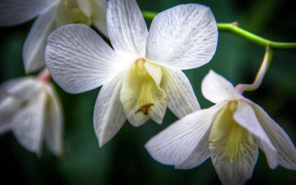 White Orchids 