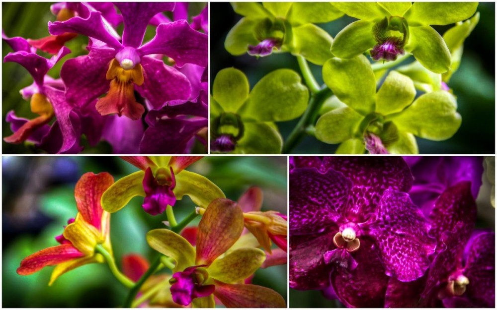 Kuala Lumpur Orchid Gardens, Collage