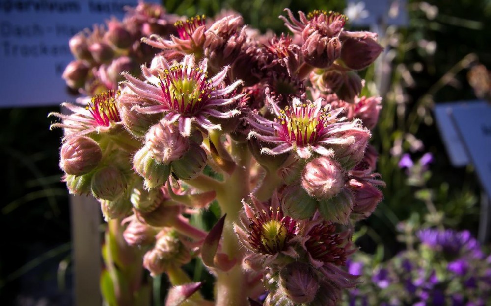 Schynige Platte, Alpine Garden