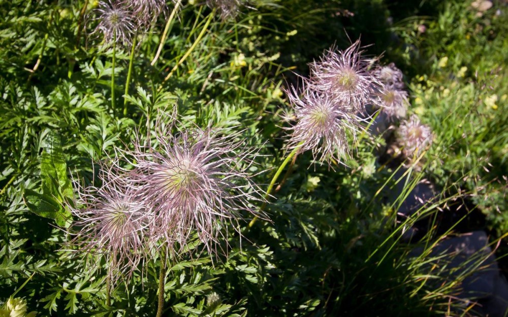 Schynige Platte, Alpine Garden