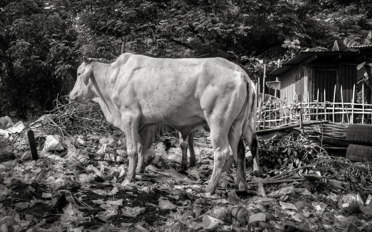 Burma, Cow Rummaging in Garbage