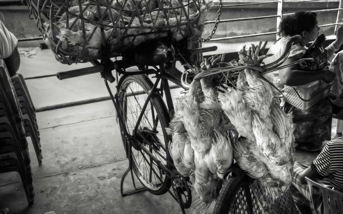 Yangon, Poultry on the Ferry