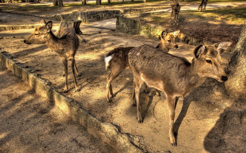 Deers in Nara Park