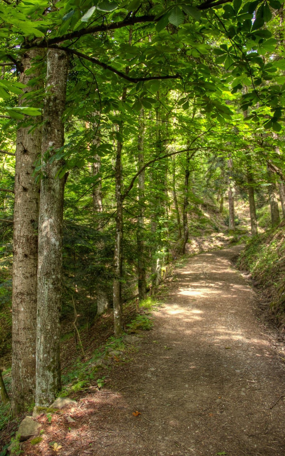 The Forest in Porretta Terme