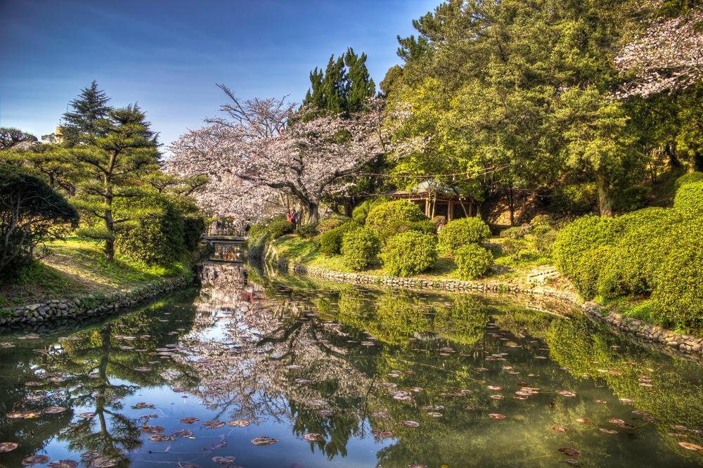 Japan, Sakura at Dogo Park