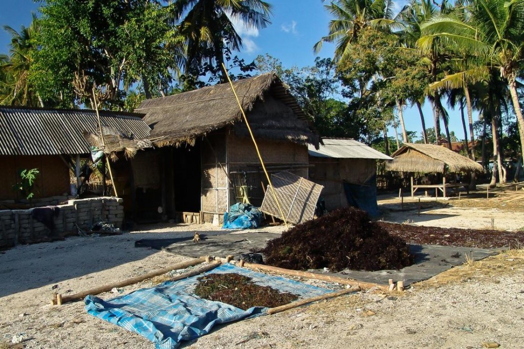 Nusa Lembongan, Seaweed Drying in the Village