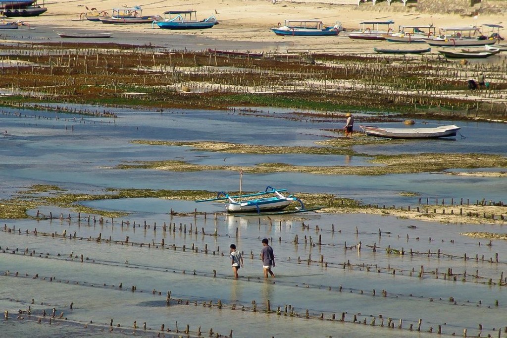 Nusa Lembongan, Seaweed Farming at Low Tide