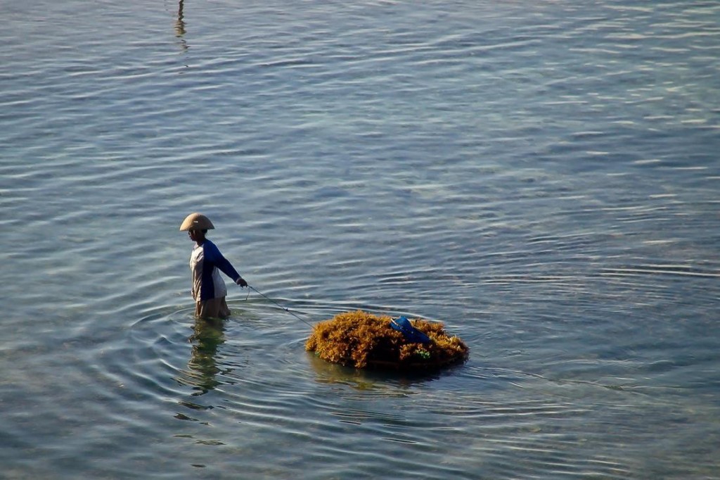 Nusa Lembongan, Woman Working at the Seaweed Farm