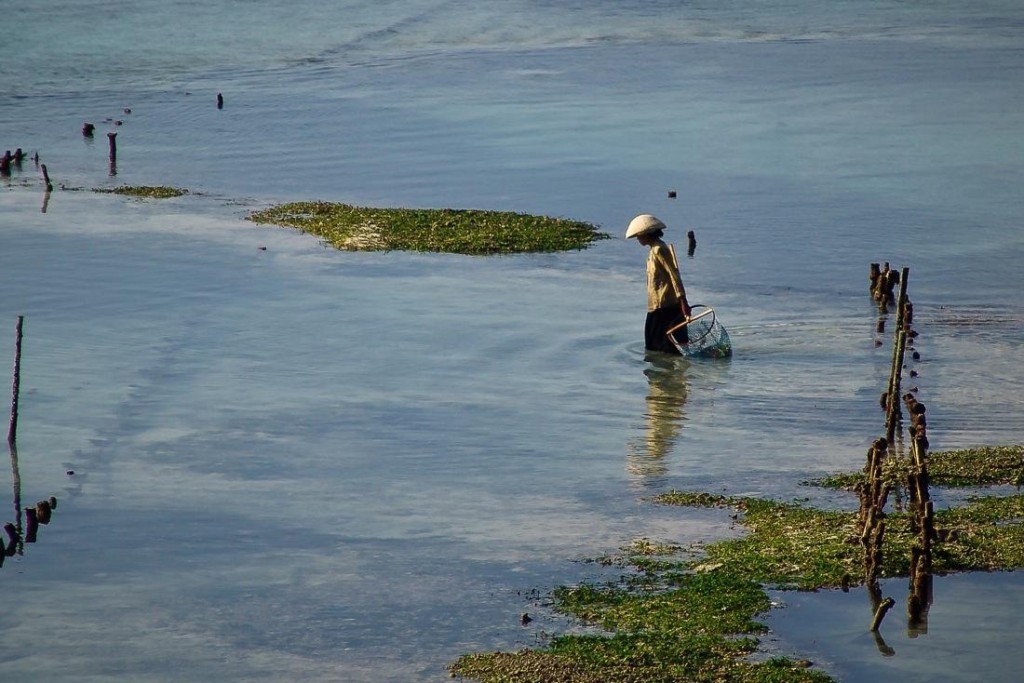 Seaweed Farming