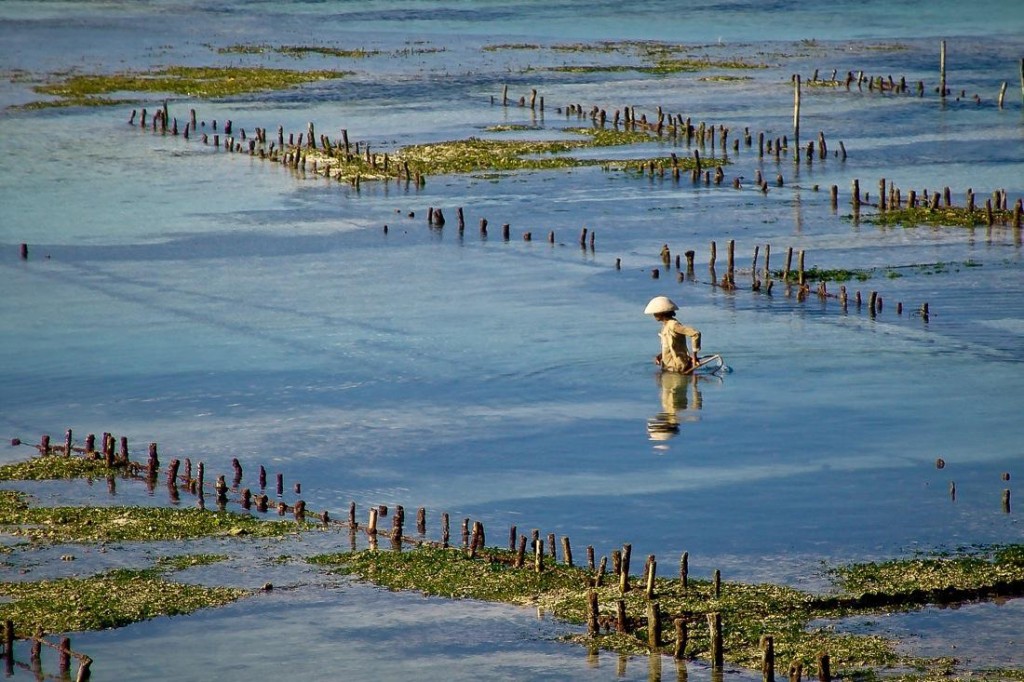 Seaweed Farming in Nusa Lembongan