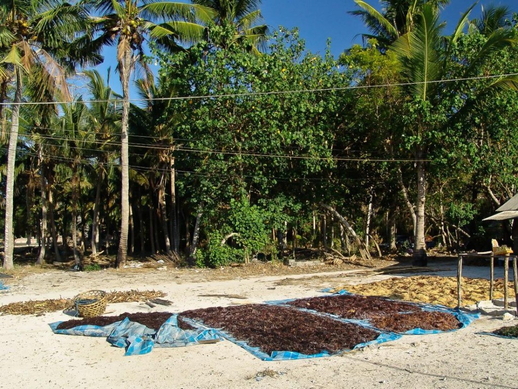 Seaweeds Drying