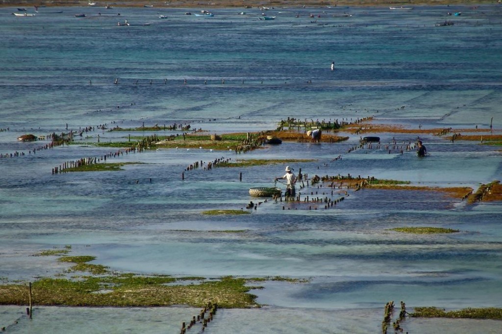 Traditional Seaweed Farming in Nusa Lembongan