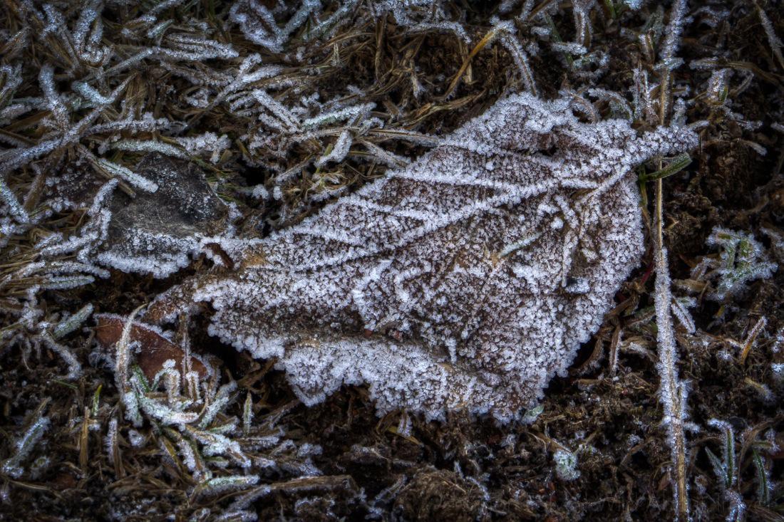 Frosted Leave