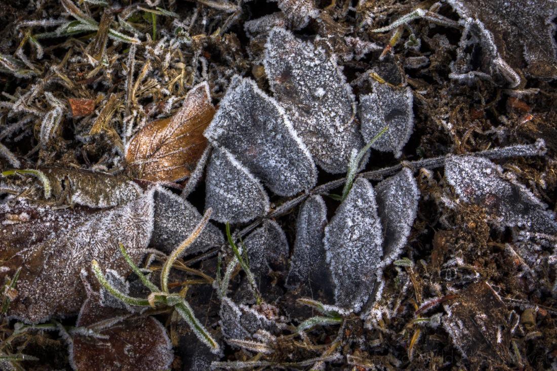 Nature Colors and the First Signs of Winter