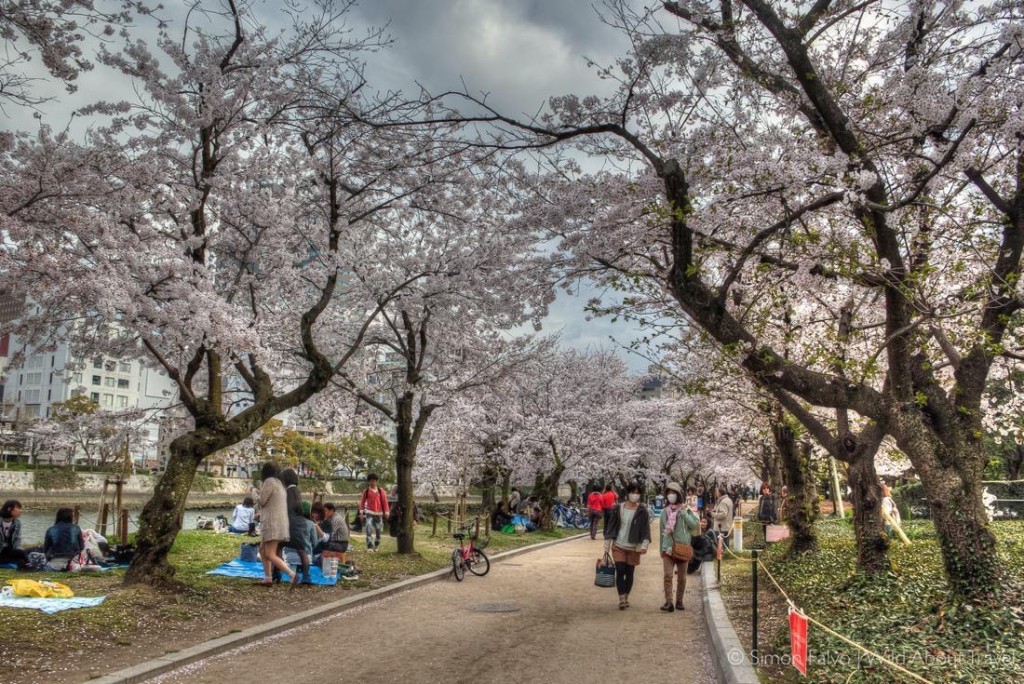 Strolling under the Sakura in Hiroshima