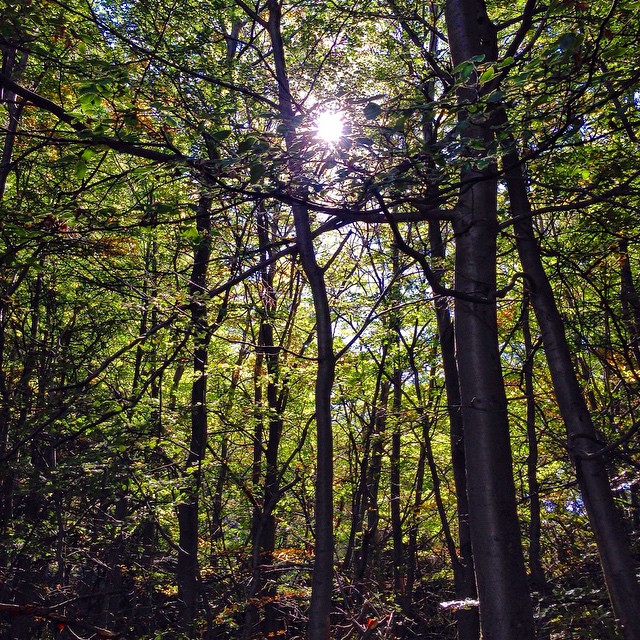 Patagonia, Forest