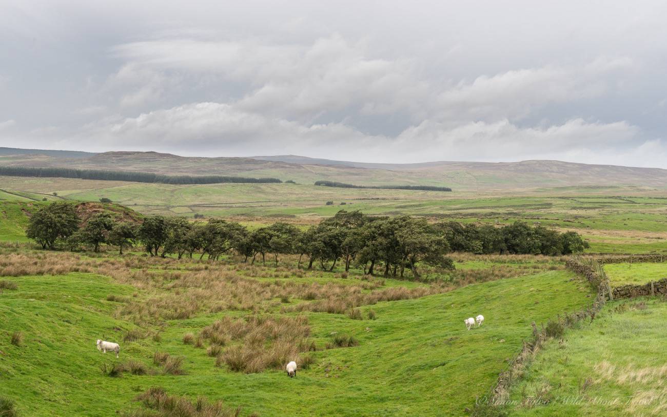 northern-ireland-countryside