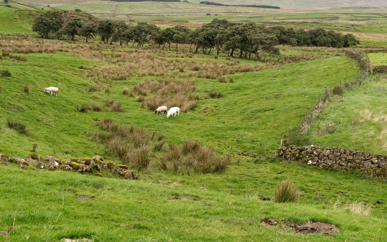 northern-ireland-sheep