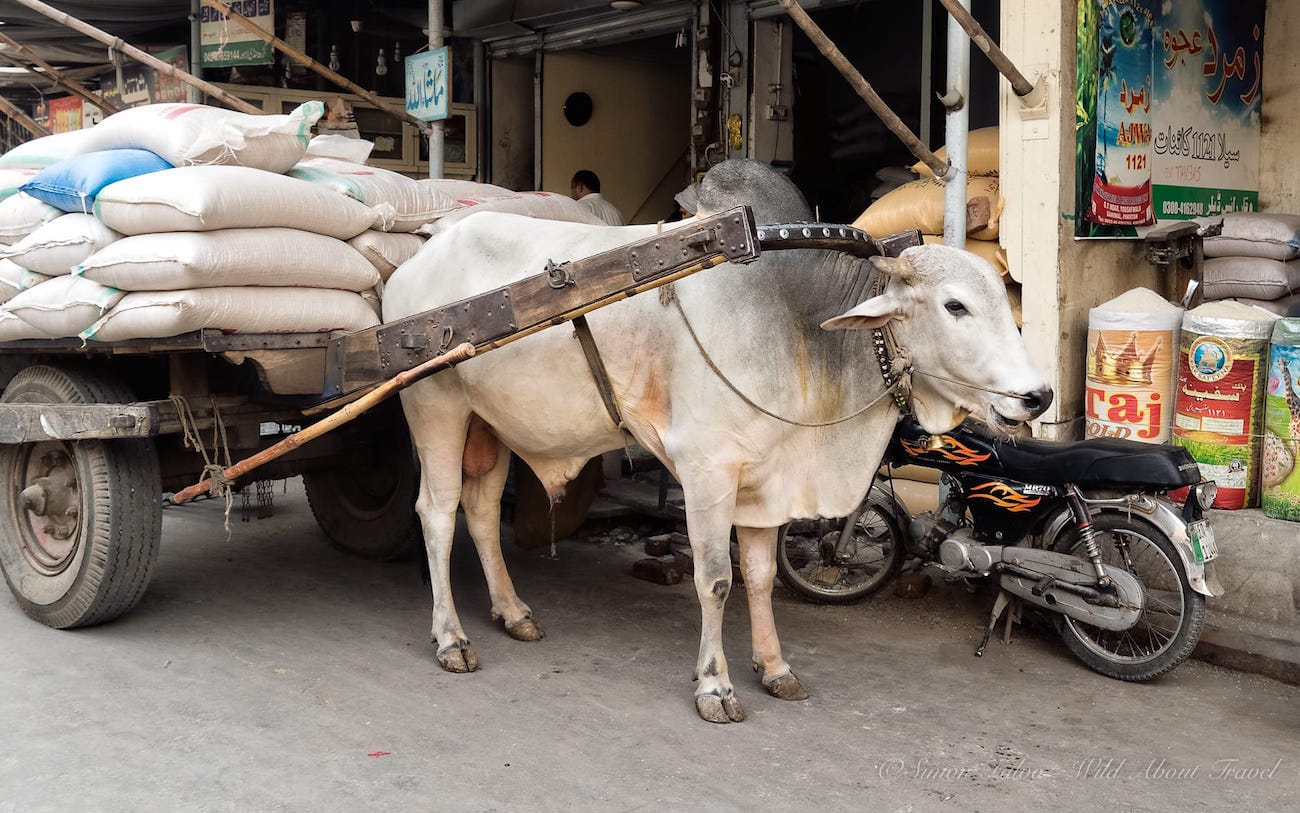 Lahore Ox Cart