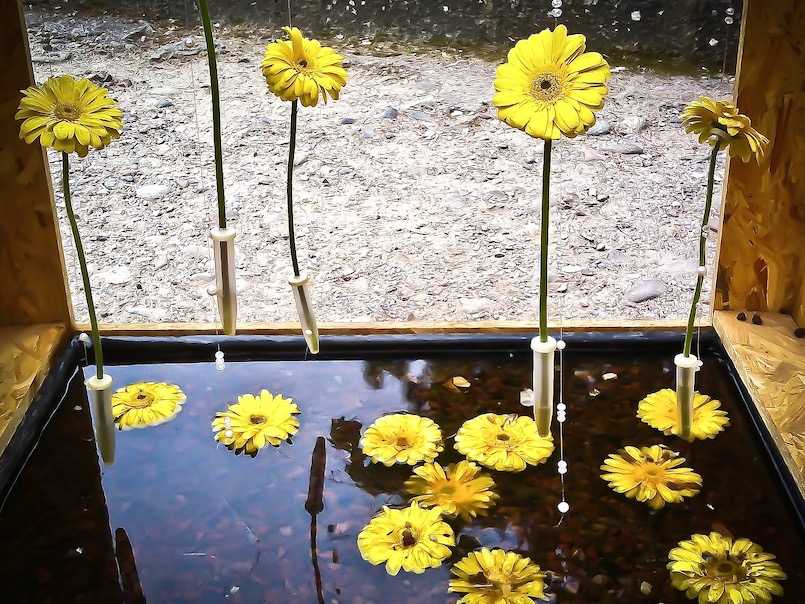 Temps de Flors: Girona's gorgeous Flower Festival